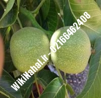 قیمت نهال گردو جمال | قیمت گردو جمال |قیمت گردوی جمال | نهالستان نمونه کرج ۰۹۱۲۰۳۹۸۴۱۶