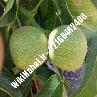 قیمت نهال گردو جمال | قیمت گردو جمال |قیمت  گردوی جمال | نهالستان نمونه کرج 09120398416