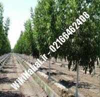 فروش نهال گردو سر | فروش گردو سر | فروش گردوی سر | نهالستان نمونه کرج ۰۹۱۲۰۳۹۸۴۱۶