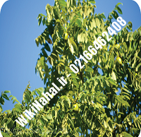 نهال گردو شبین ترکیه | گردو شبین ترکیه  | گردوی شبین ترکیه| نهالستان نمونه کرج ۰۹۱۲۰۳۹۸۴۱۶