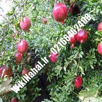 نهال انار واندرفول | انار واندرفول | نهالستان نمونه کرج 66462408-021 