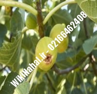 نهال انجیر گلابی | انجیر گلابی | نهالستان نمونه کرج ۶۶۴۶۲۴۰۸-۰۲۱