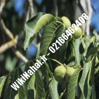 خرید نهال گردو پدرو |خرید گردو پدرو | خرید گردوی پدرو | نهالستان نمونه کرج 09120398416