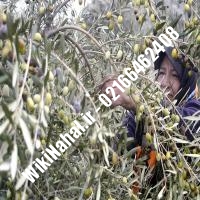 نهال زیتون محلی | زیتون محلی | نهالستان نمونه کرج 66462408-021 