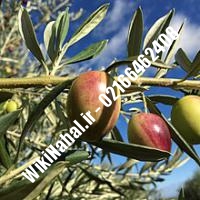 نهال زیتون بلادی | زیتون بلادی | نهالستان نمونه کرج 66462408-021 