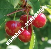 نهال آلبالو نانا | آلبالو نانا | نهالستان نمونه کرج ۶۶۴۶۲۴۰۸-۰۲۱