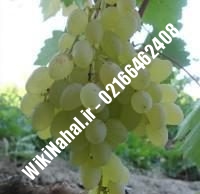 نهال انگور شناسنامه دار | نهالستان نمونه کرج ۰۲۱۶۶۴۶۲۴۰۸