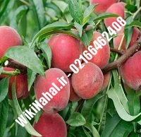 نهال هلو سبز | هلو سبز | نهالستان نمونه کرج ۶۶۴۶۲۴۰۸-۰۲۱