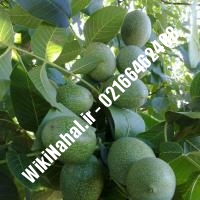 نهال گردو شناسنامه دار | گردو شناسنامه دار | گردوی شناسنامه دار | نهالستان نمونه کرج 09120398416