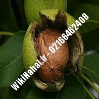 نهال گردو یالووا | گردو یالووا | گردوی یالووا | نهالستان نمونه کرج 09120398416