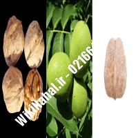 خرید نهال گردو امریکایی |خرید گردو امریکایی | خرید گردوی امریکایی | نهالستان نمونه کرج 09120398416