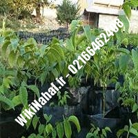 نهال گردو شارج | گردو شارج  | گردوی شارج| نهالستان نمونه کرج 09120398416