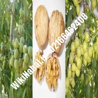 فروش نهال گردو امریکایی |فروش گردو امریکایی | فروش گردوی امریکایی | نهالستان نمونه کرج 09120398416