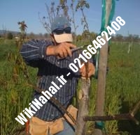 فروش نهال گردو شهمیرزاد | فروش گردو شهمیرزاد |فروش گردوی شهمیرزاد | نهالستان نمونه کرج ۰۹۱۲۰۳۹۸۴۱۶