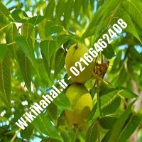 نهال گردو سیبان سوئد | گردو سیبان سوئد | گردوی سیبان سوئد | نهالستان نمونه کرج 09120398416