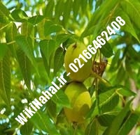 نهال گردو سیزر ترکیه | گردو سیزر ترکیه | گردوی سیزر ترکیه | نهالستان نمونه کرج ۰۹۱۲۰۳۹۸۴۱۶