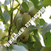 قیمت نهال گردو سیزر ترکیه | قیمت گردو سیزر ترکیه |قیمت گردوی سیزر ترکیه | نهالستان نمونه کرج 09120398416