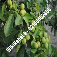 خرید نهال گردو ضیاآبادی | خرید گردو ضیاآبادی | خرید گردوی ضیاآبادی | نهالستان نمونه کرج 09120398416