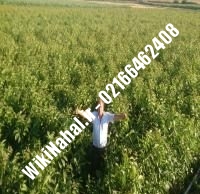 قیمت نهال گردو هارتلی | قیمت گردو هارتلی | قیمت گردوی هارتلی | نهالستان نمونه کرج ۰۹۱۲۰۳۹۸۴۱۶