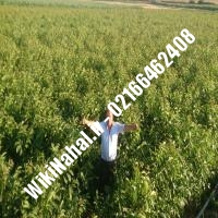 قیمت نهال گردو هارتلی | قیمت گردو هارتلی | قیمت گردوی هارتلی | نهالستان نمونه کرج 09120398416