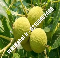 فروش نهال گردو هارتلی | فروش گردو هارتلی | فروش گردوی هارتلی | نهالستان نمونه کرج ۰۹۱۲۰۳۹۸۴۱۶