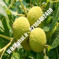 فروش نهال گردو هارتلی | فروش گردو هارتلی | فروش گردوی هارتلی | نهالستان نمونه کرج 09120398416