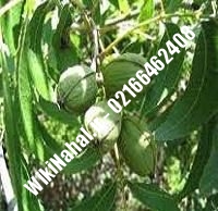 نهال گردو سوهانکی | گردو سوهانکی | گردوی سوهانکی | نهالستان نمونه کرج ۰۹۱۲۰۳۹۸۴۱۶