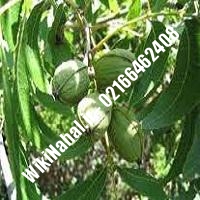 نهال گردو سوهانکی | گردو سوهانکی | گردوی سوهانکی | نهالستان نمونه کرج 09120398416