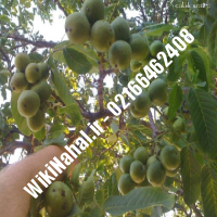 خرید نهال گردو ارکا | خرید گردو ارکا | خرید گردوی ارکا | نهالستان نمونه کرج 09120398416