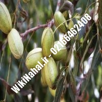 فروش نهال گردو ارکا | فروش گردو ارکا | فروش گردوی ارکا | نهالستان نمونه کرج 09120398416