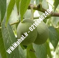 فروش نهال گردو کشت بافتی | فروش گردو کشت بافتی | فروش گردوی کشت بافتی | نهالستان نمونه کرج ۰۹۱۲۰۳۹۸۴۱۶