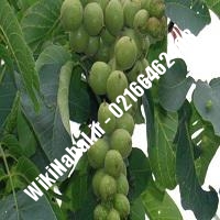 نهال گردو سولانو | گردو سولانو | گردوی سولانو | نهالستان نمونه کرج 09120398416