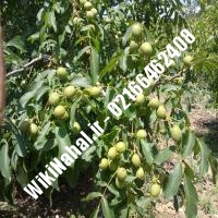 فروش نهال گردو آیوانهو | فروش گردو آیوانهو | فروش گردوی آیوانهو | نهالستان نمونه کرج 09120398416