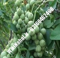 نهال گردو سر | گردو سر | گردوی سر | نهالستان نمونه کرج ۰۹۱۲۰۳۹۸۴۱۶