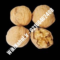 خرید نهال گردو یالووا |خرید گردو یالووا |خرید گردوی یالووا | نهالستان نمونه کرج 09120398416