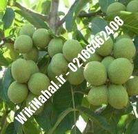 فروش نهال گردو فرانسوی خوشه ای | فروش گردو فرانسوی خوشه ای | فروش گردوی فرانسوی خوشه ای | نهالستان نمونه کرج ۰۹۱۲۰۳۹۸۴۱۶