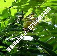 نهال گردو سجنو یوگسلاوی | گردو سجنو یوگسلاوی | گردوی سجنو یوگسلاوی | نهالستان نمونه کرج ۰۹۱۲۰۳۹۸۴۱۶