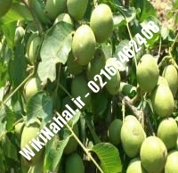 قیمت نهال گردو آیوانهو | قیمت گردو آیوانهو | قیمت گردوی آیوانهو | نهالستان نمونه کرج ۰۹۱۲۰۳۹۸۴۱۶