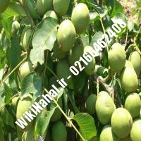 قیمت نهال گردو آیوانهو | قیمت گردو آیوانهو | قیمت گردوی آیوانهو | نهالستان نمونه کرج 09120398416