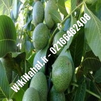 قیمت نهال گردو سر | قیمت گردو سر | قیمت گردوی سر | نهالستان نمونه کرج 09120398416