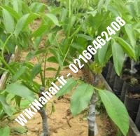 فروش نهال گردو یالووا |فروش گردو یالووا |فروش گردوی یالووا | نهالستان نمونه کرج ۰۹۱۲۰۳۹۸۴۱۶