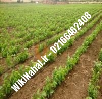 قیمت نهال گردو سجنو یوگسلاوی |قیمت گردو سجنو یوگسلاوی |قیمت گردوی سجنو یوگسلاوی | نهالستان نمونه کرج ۰۹۱۲۰۳۹۸۴۱۶