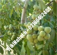 قیمت نهال گردو ژنوتیپ |قیمت گردو ژنوتیپ | قیمت گردوی ژنوتیپ | نهالستان نمونه کرج ۰۹۱۲۰۳۹۸۴۱۶