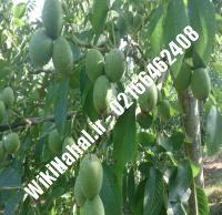 فروش نهال گردو سجنو یوگسلاوی |فروش گردو سجنو یوگسلاوی |فروش گردوی سجنو یوگسلاوی | نهالستان نمونه کرج ۰۹۱۲۰۳۹۸۴۱۶