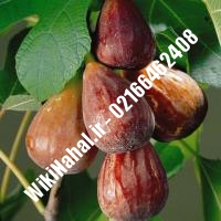 نهال انجیر دیرگل | انجیر دیرگل | نهالستان نمونه کرج 66462408-021