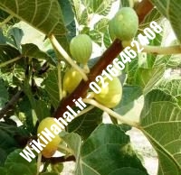 نهال انجیر گرمسیری | انجیر گرمسیری | نهالستان نمونه کرج ۶۶۴۶۲۴۰۸-۰۲۱