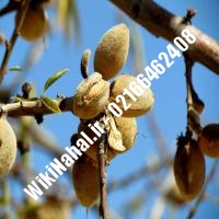 نهال بادام زودبازده | بادام زودبازده | نهالستان نمونه کرج 66462408-021 