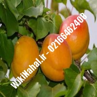نهال زردآلو قیسی | زردالو قیسی | نهالستان نمونه کرج 66462408-021