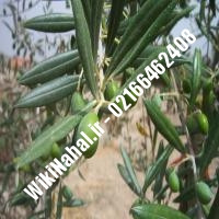 نهال زیتون کنسروالیا | زیتون کنسروالیا | نهالستان نمونه کرج 66462408-021 