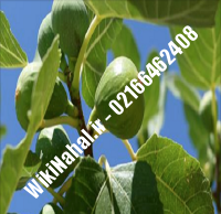 نهال انجیر قهوه ای | انجیر قهوه ای | نهالستان نمونه کرج ۶۶۴۶۲۴۰۸-۰۲۱